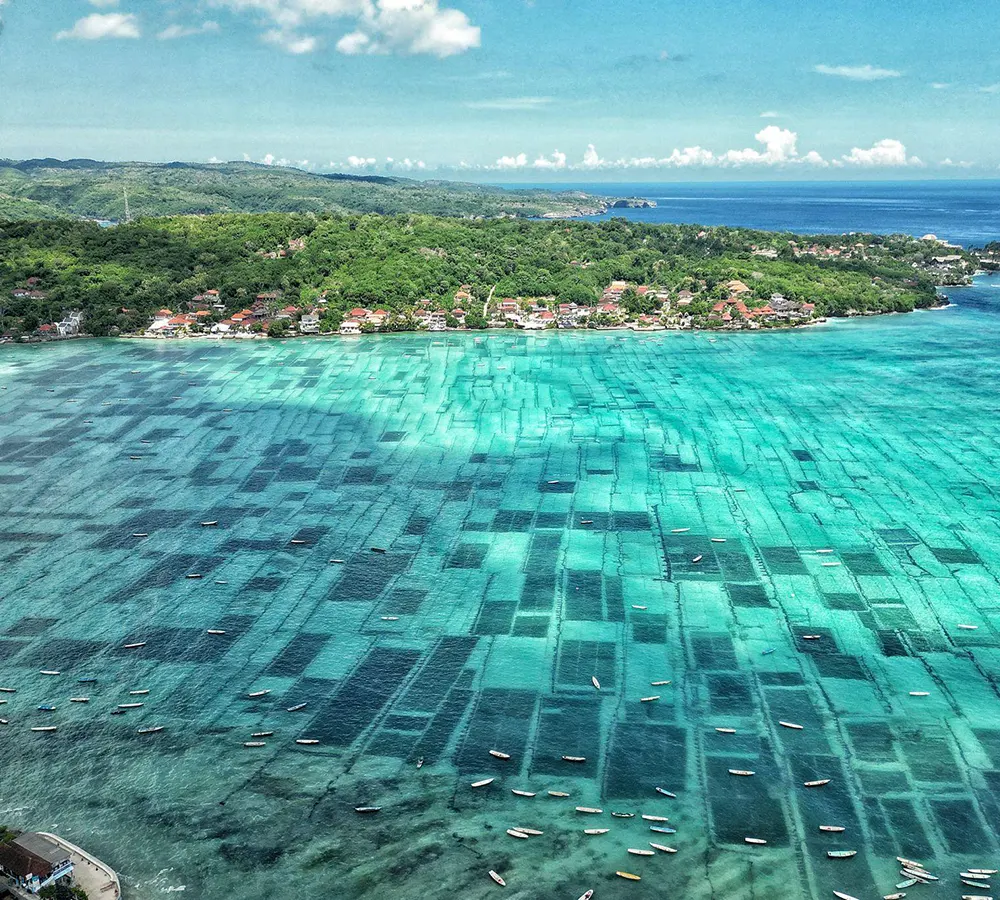 nusa lembongan seaweed