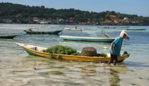 Work with the Tide: Seaweed Farming and the Islands’ Economic Backbone seaweed production