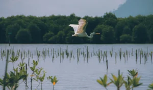 The Mangrove Life of Nusa Lembongan mangrove life of nusa lembongan